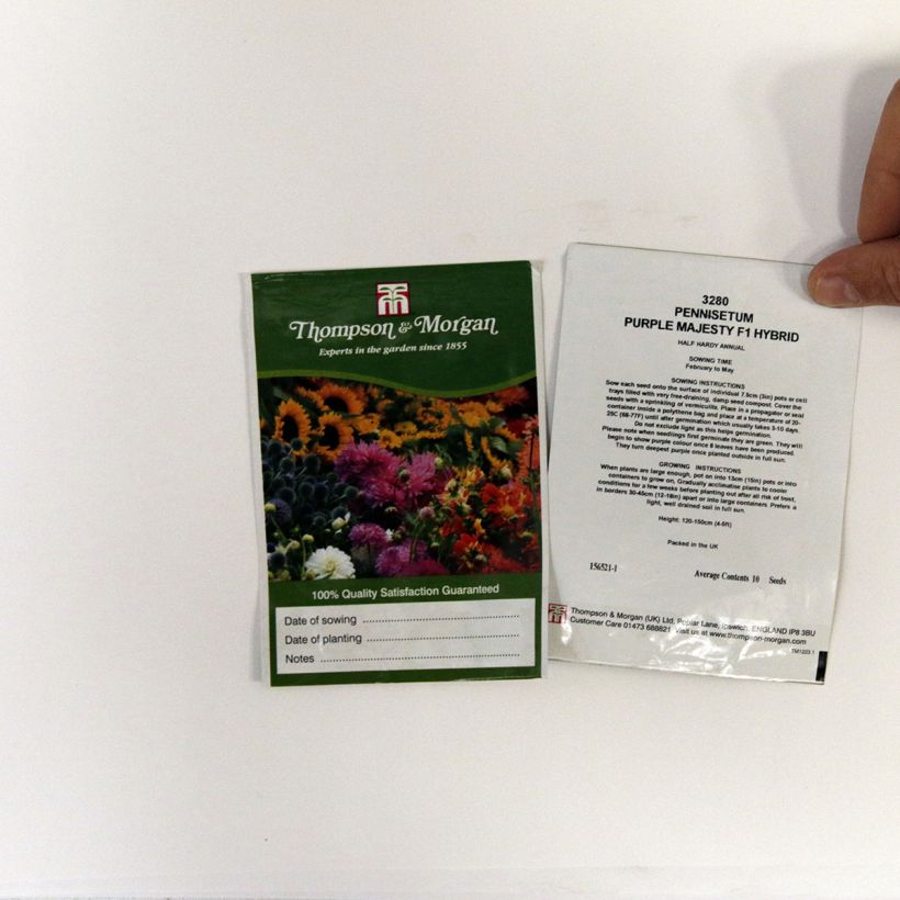 Exemple de spécimen de Graines de Pennisetum glaucum Purple Majesty F1 Hybrid - Herbes aux écouvillons le sachet de 10 graines environ tel que livré
