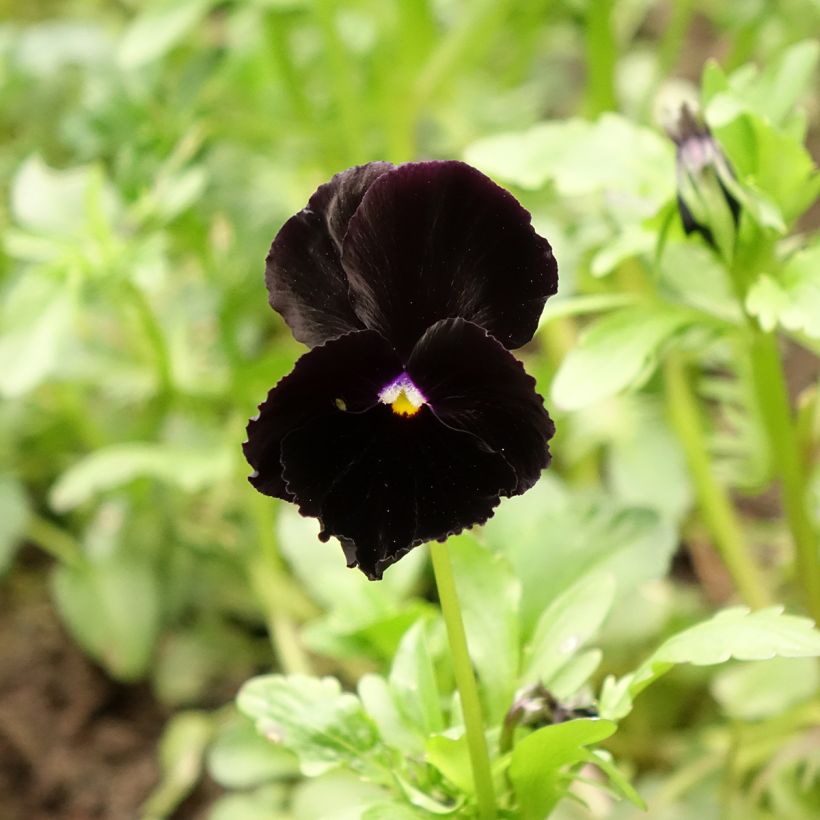 Graines de Pensée Black Cristal - Viola x wittrockiana (Floraison)