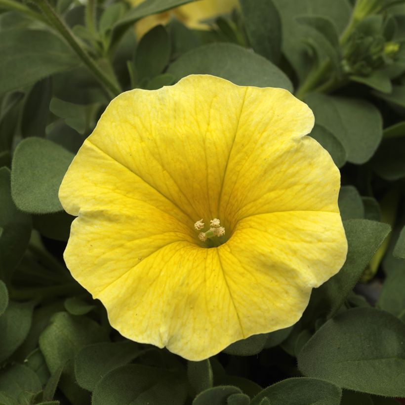 Graines de Petchoa Caliburst Yellow (Floraison)