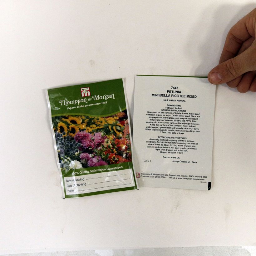 Exemple de spécimen de Graines de Pétunia Mini Bella Picotee Mixed F1 le sachet de 60 graines environ tel que livré
