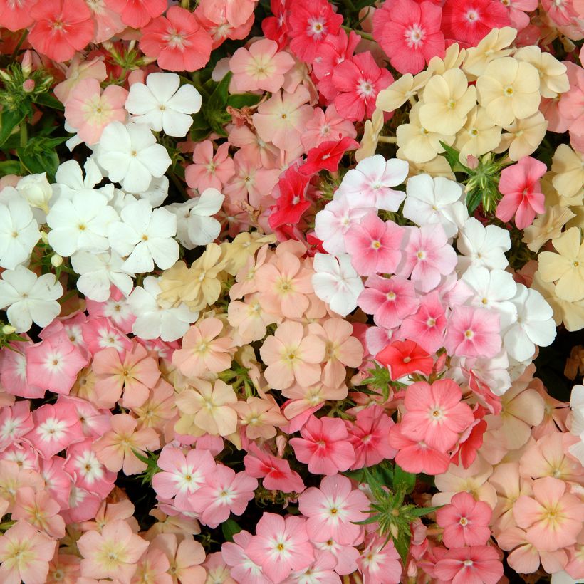 Graines de Phlox annuel nain Beauty Coral Reef - Phlox drummondii (Floraison)
