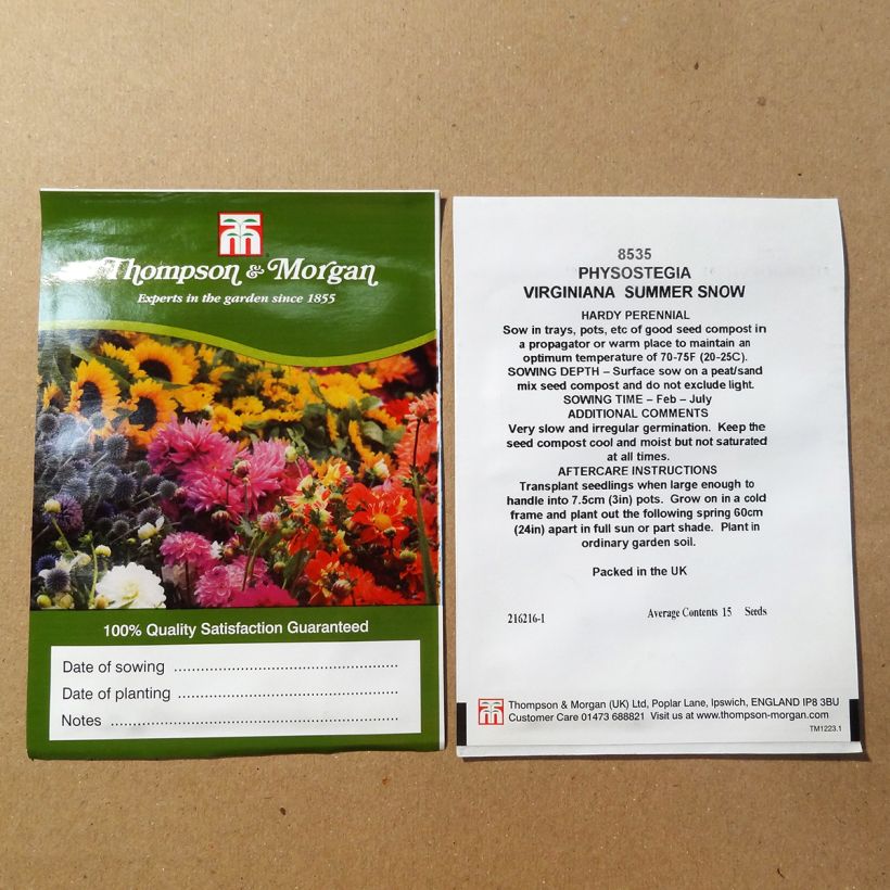 Exemple de spécimen de Graines de Physostegia Virginiana Summer Snow - Cataleptique blanche le sachet de +/- 50 graines environ (minimum 0,1g) tel que livré