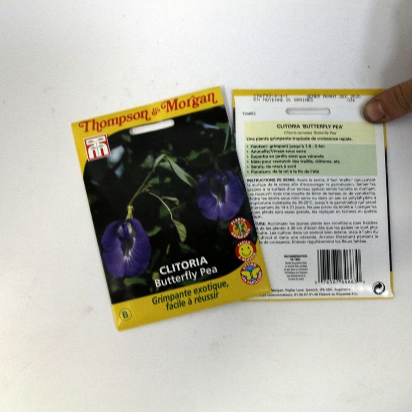 Exemple de spécimen de Graines de Pois bleu - Clitoria ternatea le sachet de 20 graines environ (minimum 1,2g) tel que livré