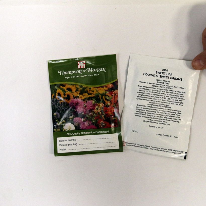 Exemple de spécimen de Graines de Pois de Senteur Sweet Dreams en Mélange - Lathyrus odoratus le sachet de 60 graines environ tel que livré