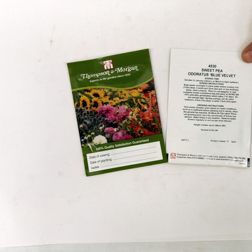 Exemple de spécimen de Graines de Pois de senteur Blue Velvet - Lathyrus odoratus le sachet de 30 graines environ (minimum 3g) tel que livré