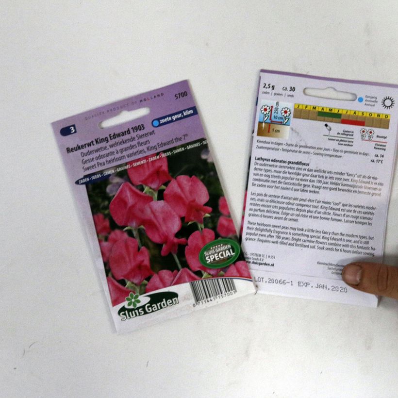 Exemple de spécimen de Graines de Pois de senteur King Edward VII - Lathyrus odoratus  le sachet de 30 graines environ tel que livré
