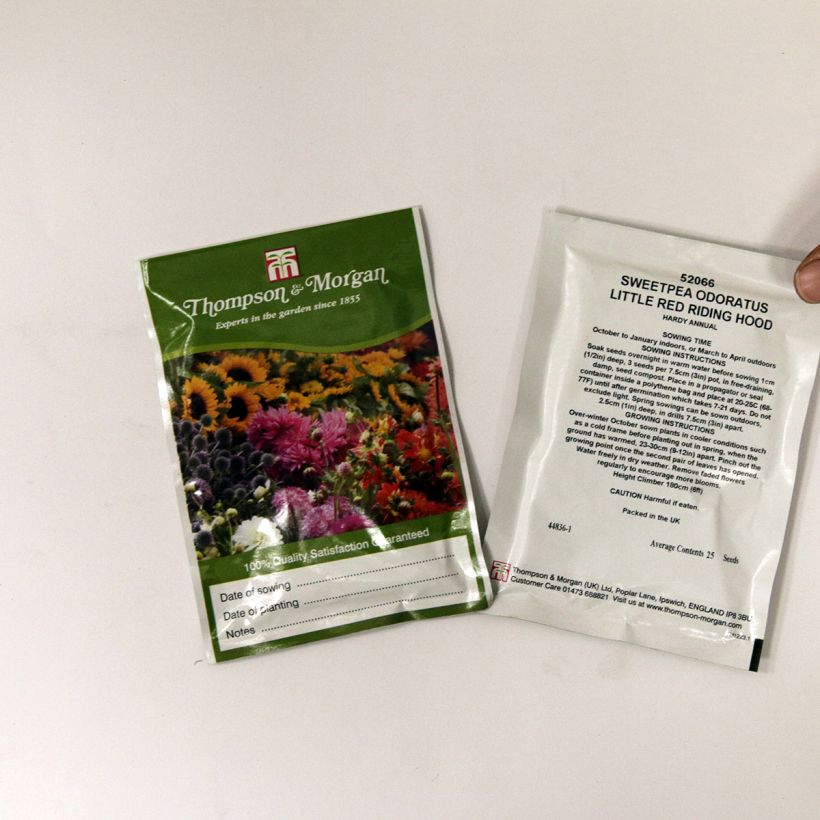 Exemple de spécimen de Graines de Pois de senteur  Little Red Riding Hood - Lathyrus odoratus le sachet de 25 graines environ tel que livré