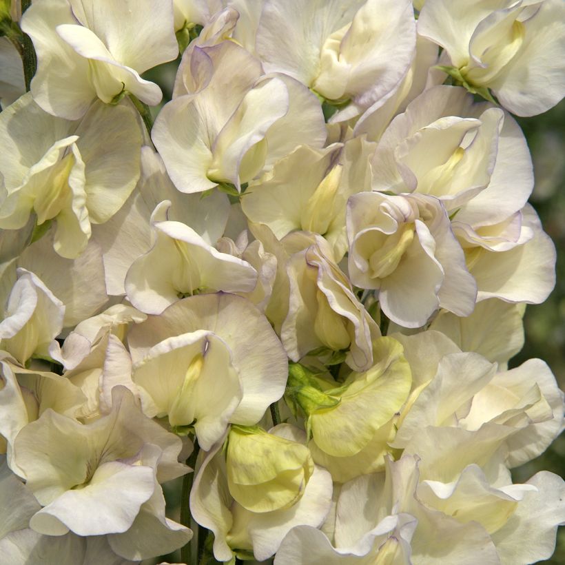 Graines de Pois de senteur Spencer Old Times - Lathyrus odoratus (Floraison)
