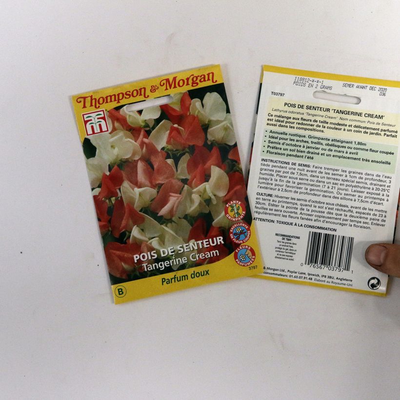 Exemple de spécimen de Graines de Pois de senteur Tangerine Cream - Lathyrus odoratus  le sachet de 25 graines environ tel que livré