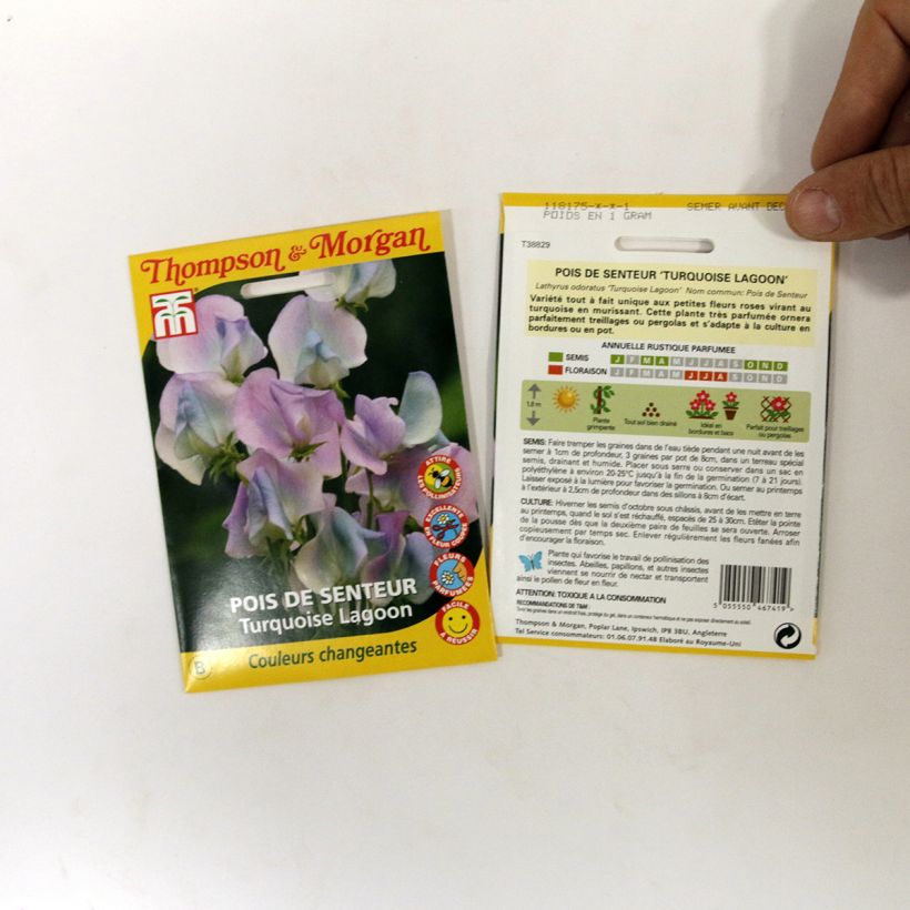 Exemple de spécimen de Graines de Pois de senteur Turquoise Lagoon - Lathyrus odoratus  le sachet de 25 graines environ tel que livré