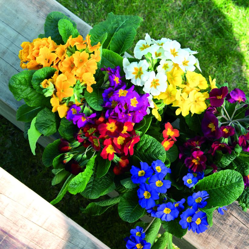 Graines de Primevère Crescendo® Mix (primed) - Primula elatior (Floraison)