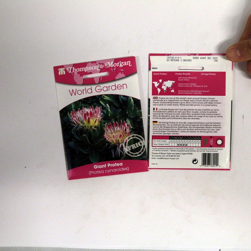 Exemple de spécimen de Graines de Protea cynaroides - Protée Royale le sachet de 40 graines environ tel que livré