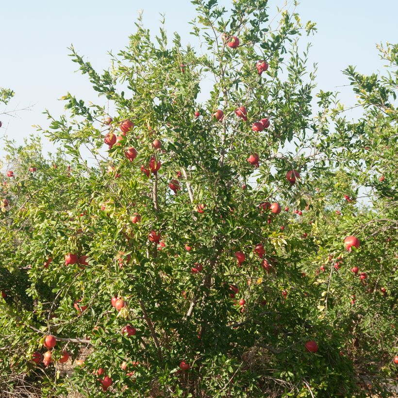 Graines de Punica granatum  - Grenadier à fruits (Plant habit)
