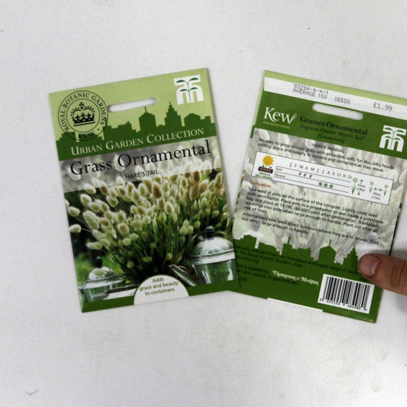 Exemple de spécimen de Graines de Queue-de-lièvre Bunny Tails - Lagurus ovatus le sachet de +/- 350 graines environ (minimum 0,2g) tel que livré