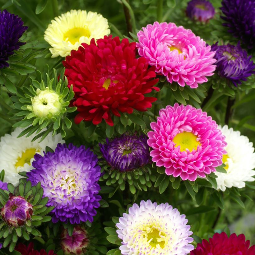 Graines de Reine-Marguerite Matsumoto Formula Mixture - Callistephus chinensis (Floraison)