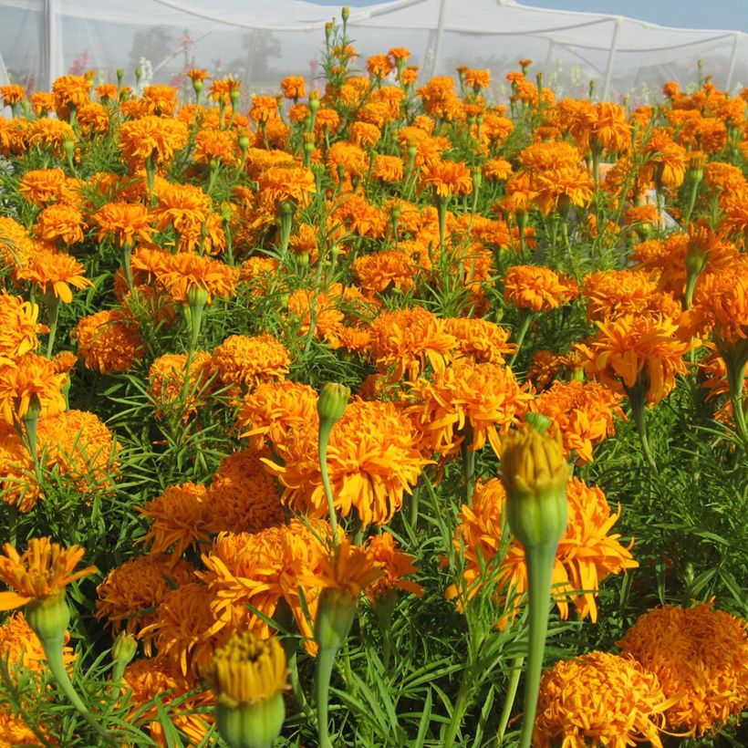 Graines de Rose d'Inde Fantastic Orange - Tagetes erecta (Floraison)