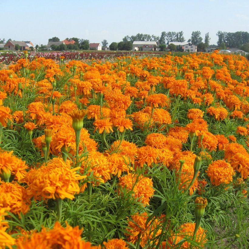 Graines de Rose d'Inde Fantastic Orange - Tagetes erecta (Port)