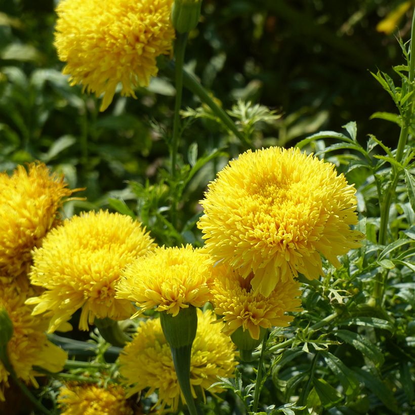 Graines de Rose d'Inde Fantastic Yellow - Tagetes erecta (Floraison)