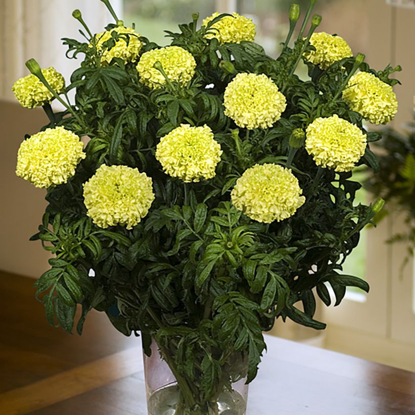 Graines de Rose d'Inde Nosento Limegreen F1 - Tagetes erecta (Floraison)