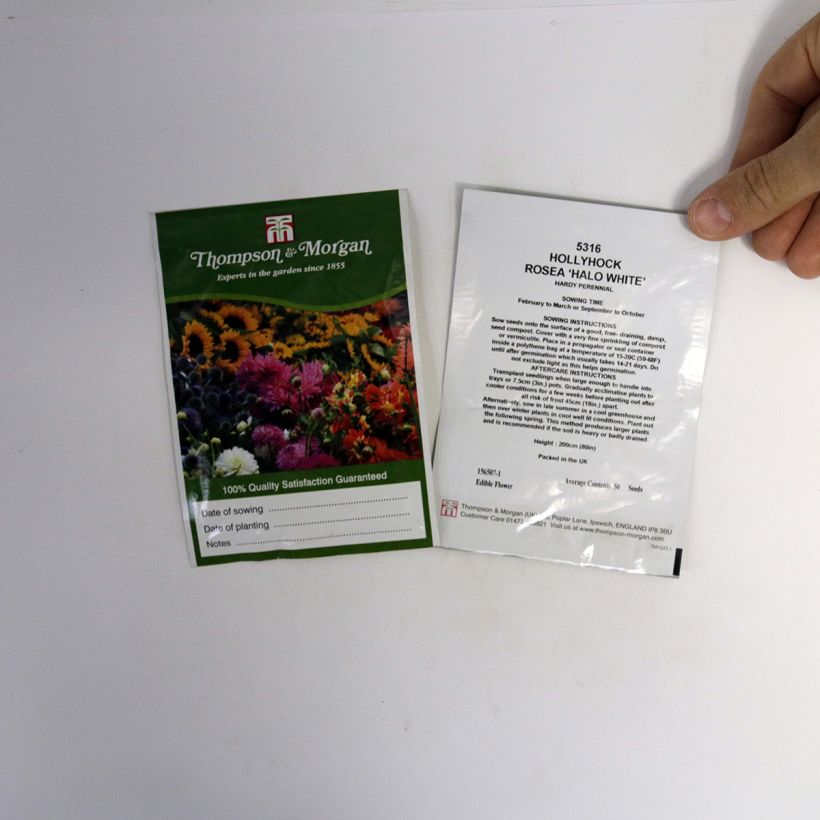 Exemple de spécimen de Graines de Rose trémière Halo White - Alcea rosea le sachet de 25 graines environ tel que livré