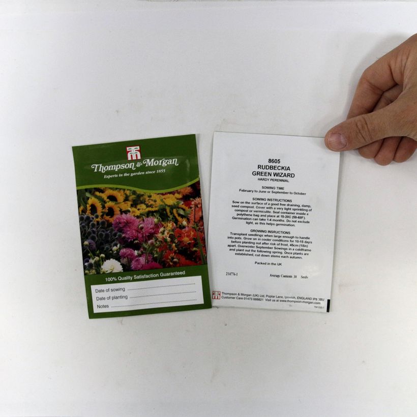 Exemple de spécimen de Graines de Rudbeckia Green Wizard - Rudbeckia occidentalis le sachet de +/- 50 graines environ tel que livré