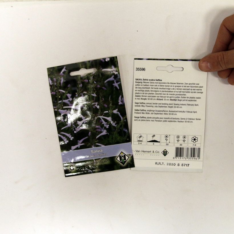 Exemple de spécimen de Graines de Salvia scabra Saffina - Sauge hérissée le sachet de 80 graines environ tel que livré