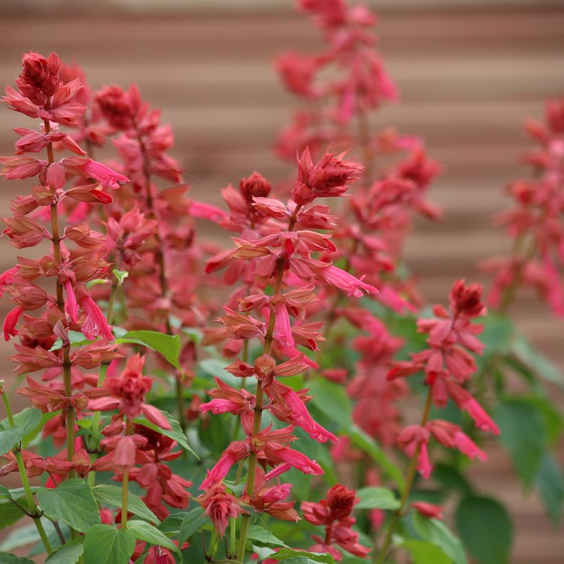 Graines de Sauge annuelle Estella Coral - Salvia splendens (Floraison)