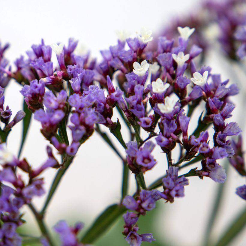 Graines de Statice Indie - Limonium perezii (Floraison)