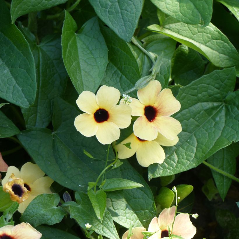 Graines de Suzanne aux yeux noirs Peach Eye - Thunbergia alata (Floraison)
