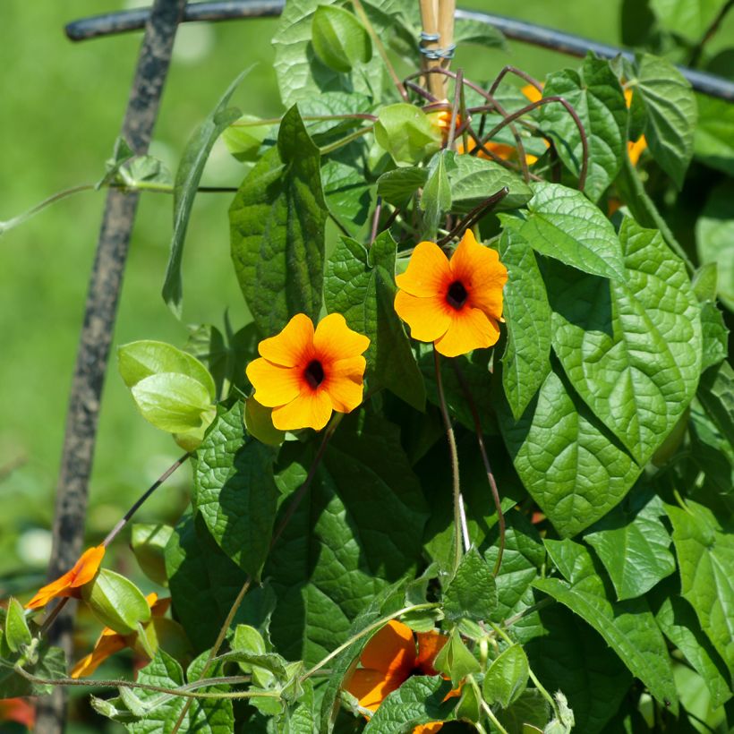 Graines de Suzanne aux yeux noirs en mélange - Thunbergia alata (Plant habit)