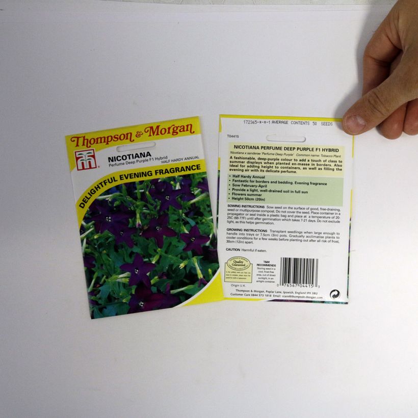 Exemple de spécimen de Graines de Tabac Perfume Deep Purple F1 Hybrid - Nicotiana (x) hybrida le sachet de 40 graines environ tel que livré