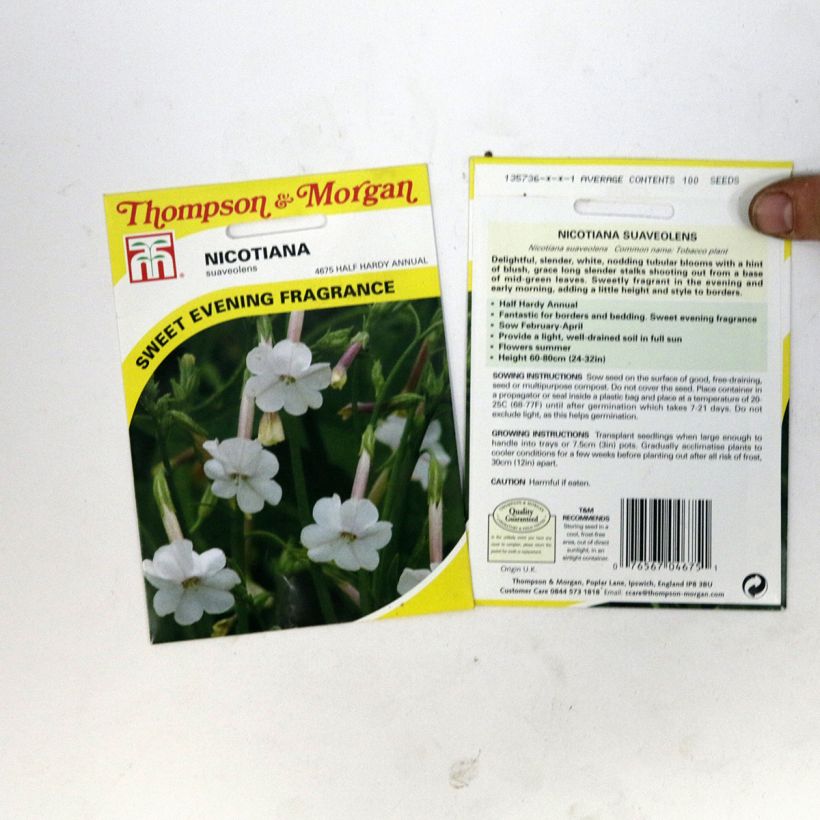Exemple de spécimen de Graines de Tabac suaveolens - Nicotiana noctiflora le sachet de 100 graines environ tel que livré