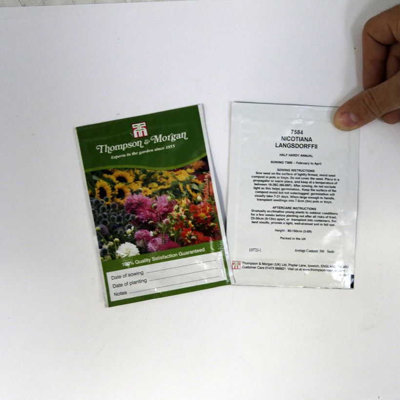 Exemple de spécimen de Graines de Tabac vert langsdorffii - Nicotiana langsdorffii  le sachet de +/- 500 graines environ (minimum 0,1g) tel que livré