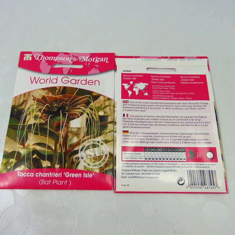Exemple de spécimen de Graines de Tacca chantrieri Green Isle - Fleur Chauve-souris verte le sachet de 15 graines environ tel que livré