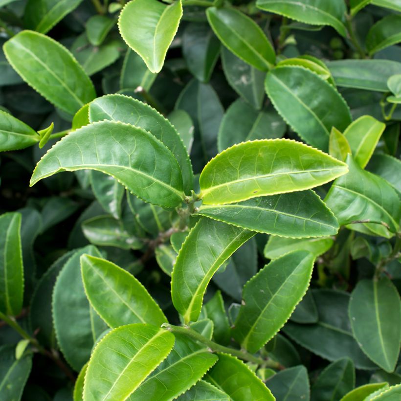 Graines de Théier - Camellia sinensis (Feuillage)