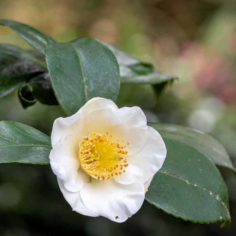 Graines de Théier - Camellia sinensis (Floraison)
