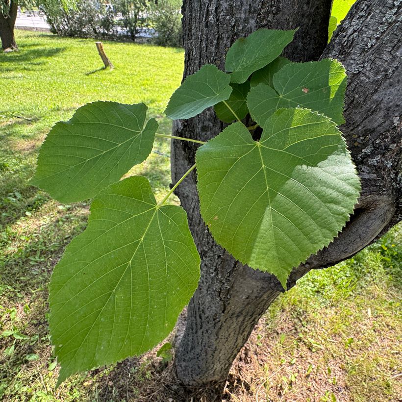 Graines de Tilleul à petites feuilles - Tilia cordata (Feuillage)