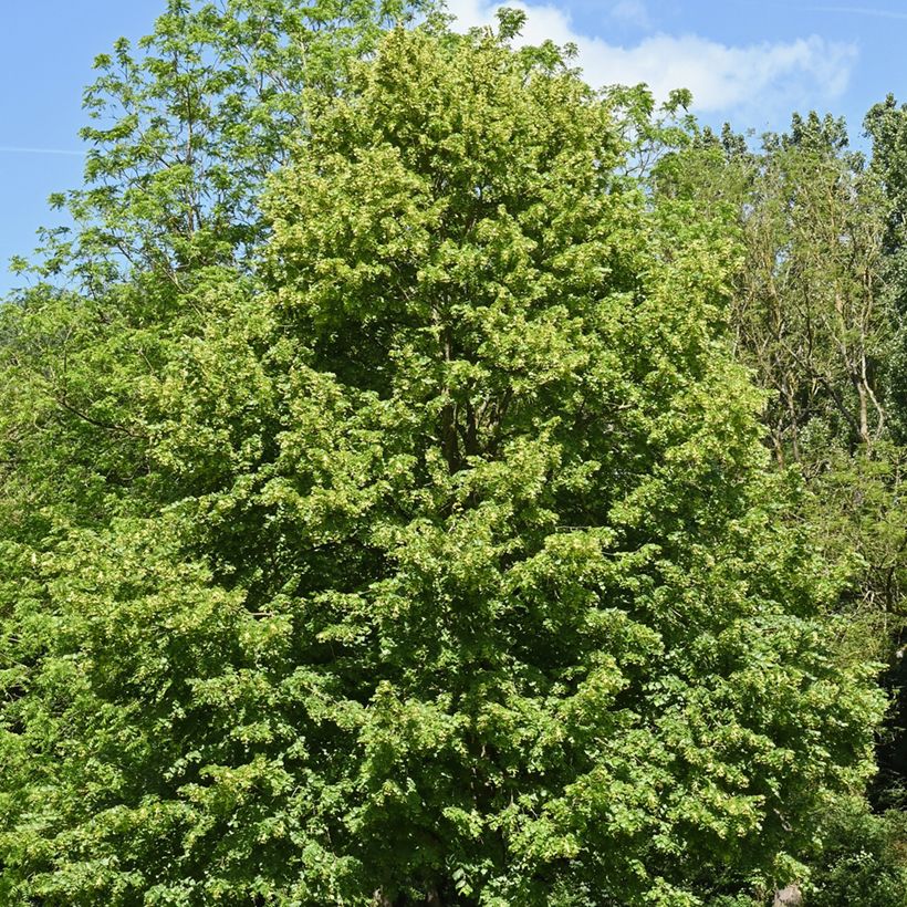 Graines de Tilleul à petites feuilles - Tilia cordata (Port)