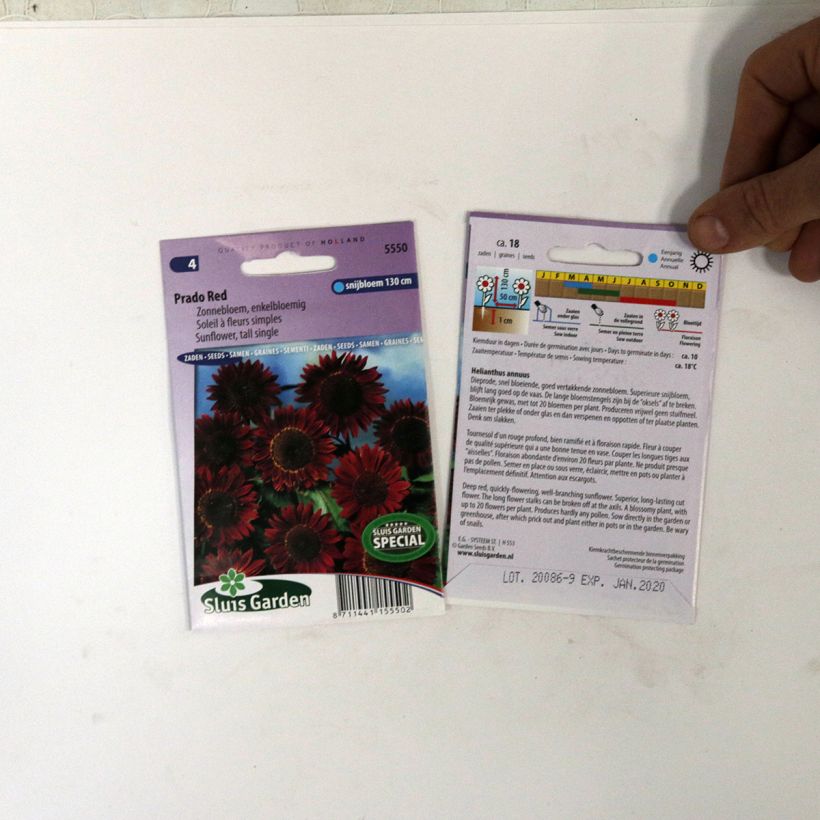 Exemple de spécimen de Graines de Tournesol Prado Red - Helianthus annuus le sachet de 18 graines environ tel que livré