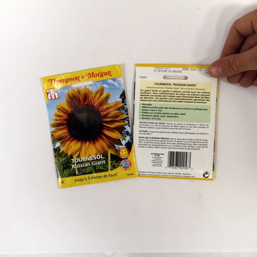 Exemple de spécimen de Graines de Tournesol Russian Giant - Helianthus annuus le sachet de 60 graines environ tel que livré