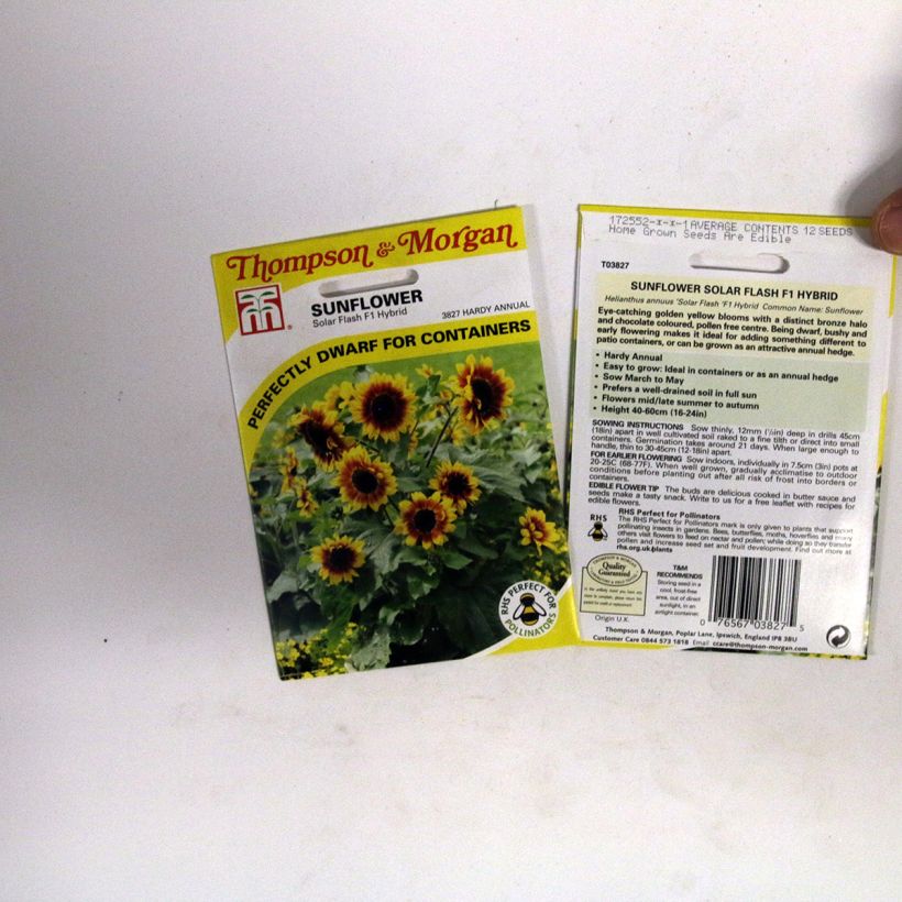 Exemple de spécimen de Graines de Tournesol Solar Flash F1 - Helianthus annuus le sachet de 12 graines environ tel que livré