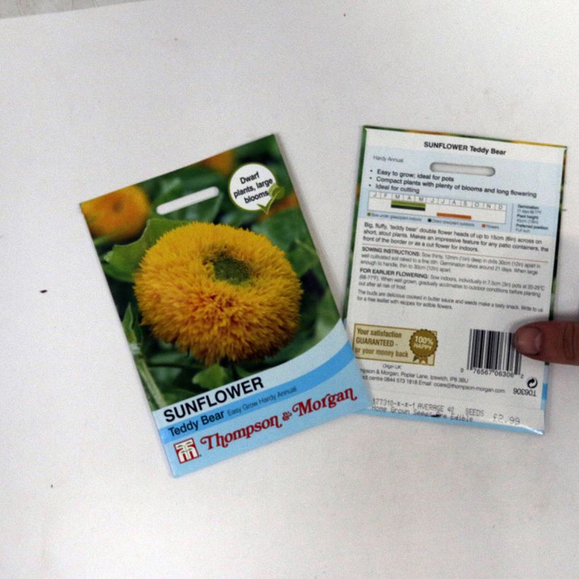 Exemple de spécimen de Graines de Tournesol Teddy Bear - Helianthus annuus le sachet de 40 graines environ tel que livré