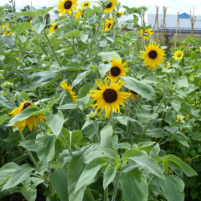 Graines de Tournesol Gold and Silver - Helianthus argophyllus (Port)