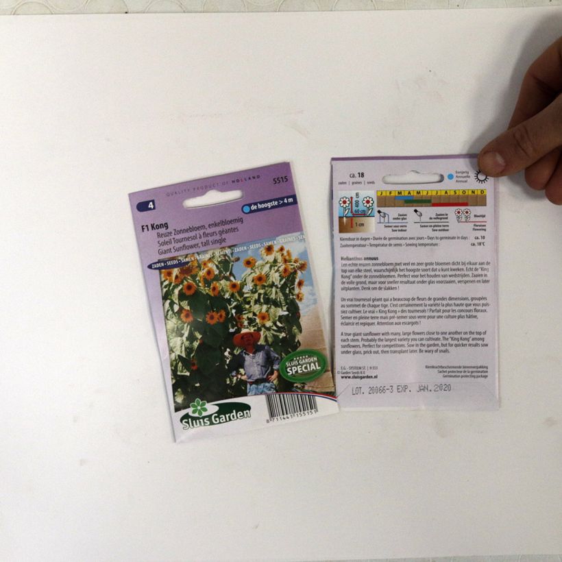 Exemple de spécimen de Graines de Tournesol géant Kong F1 - Helianthus annuus le sachet de 18 graines environ tel que livré