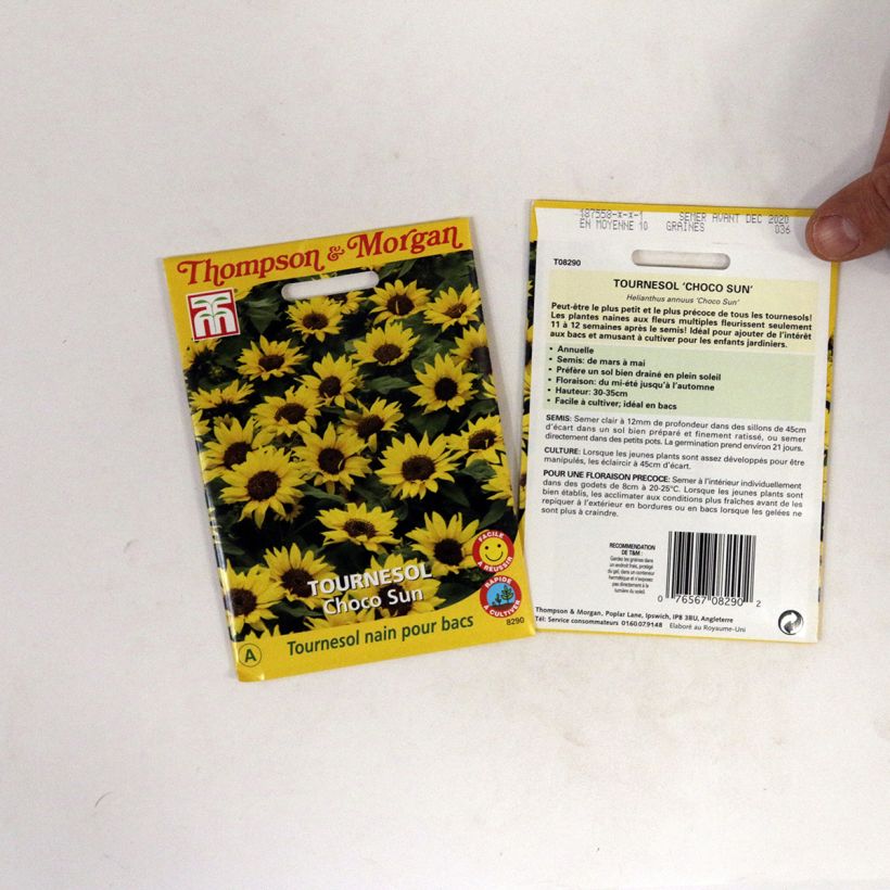 Exemple de spécimen de Graines de Tournesol nain Choco Sun - Helianthus annuus  le sachet de graines de 0.2 grammes tel que livré