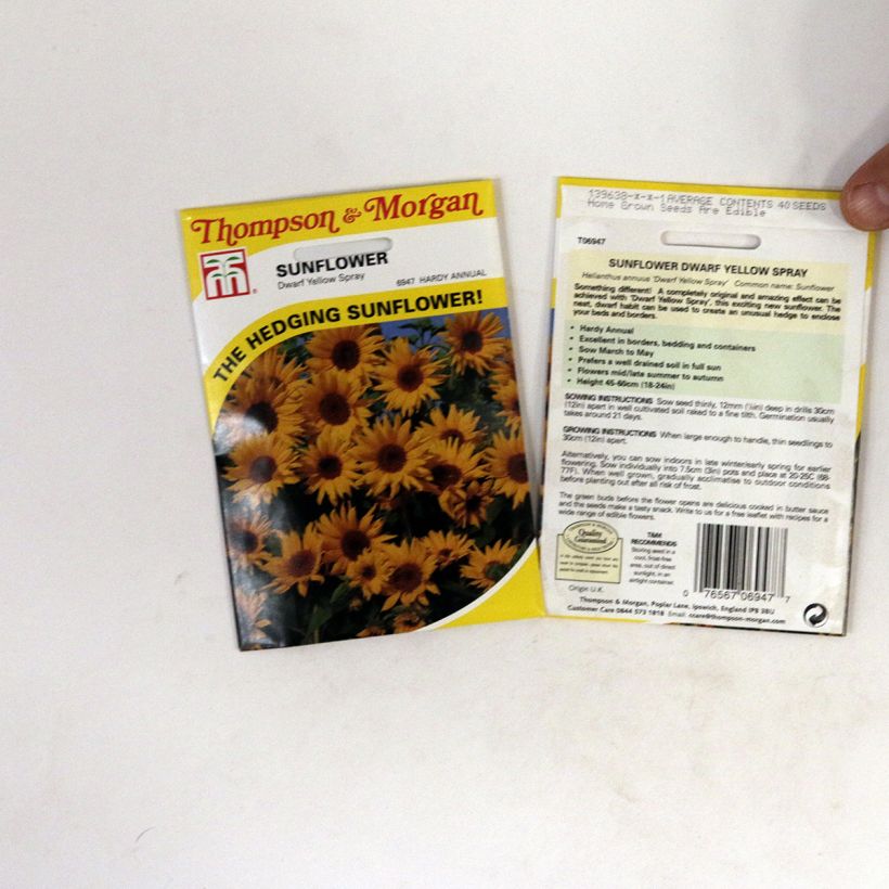Exemple de spécimen de Graines de Tournesol nain Dwarf Yellow Spray - Helianthus annuus  le sachet de 40 graines environ tel que livré