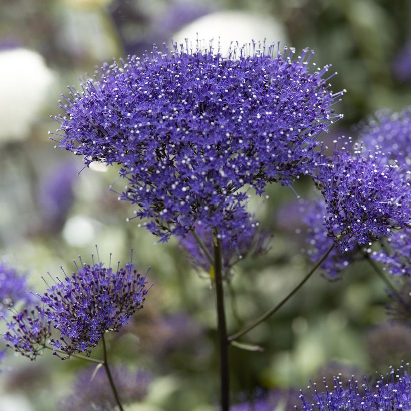 Graines de Trachélie Black Knight - Trachelium caeruleum (Flowering)