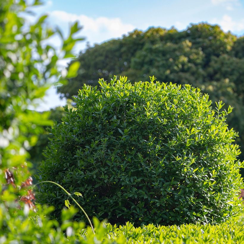Graines de Troène commun - Ligustrum vulgare (Plant habit)