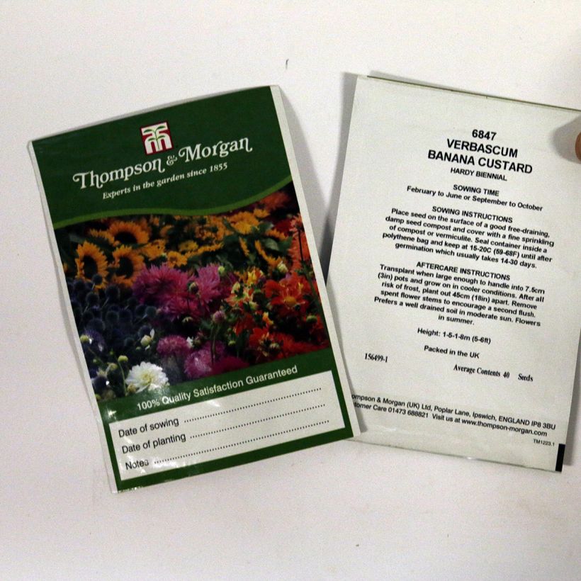 Exemple de spécimen de Graines de Verbascum Banana Custard - Molène  le sachet de 40 graines environ tel que livré