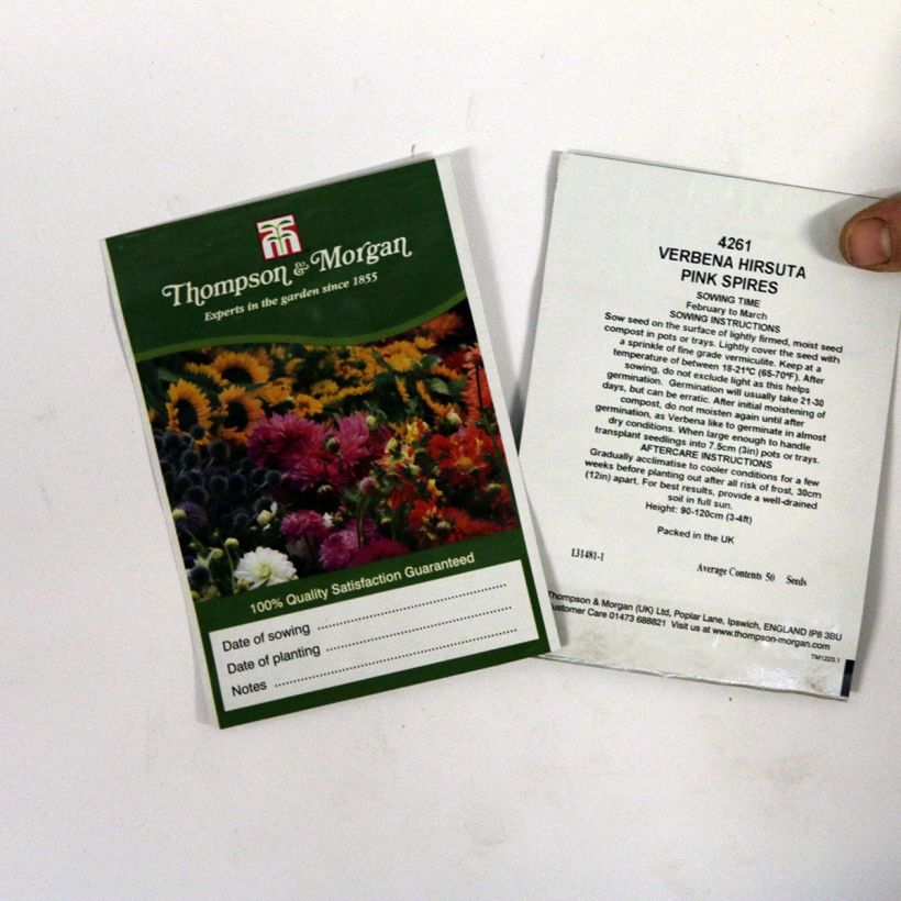 Exemple de spécimen de Graines de Verbena hastata Pink Spires - Verveine hastée le sachet de 50 graines environ tel que livré